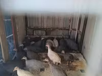 Guinea fowl — ছবি 1