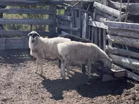 Domba jantan, Sheep — foto 1