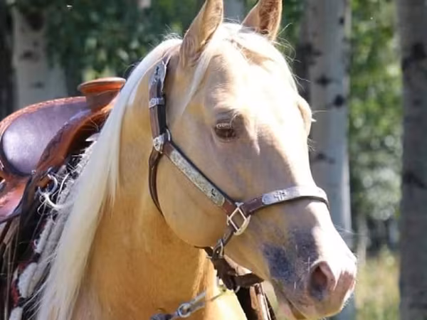 Кінь, American paint horse