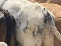 Toro, Blu Belga — foto 4