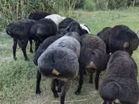 Wad, Sheep — sawirka 7