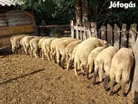 گوسفند (گروه، جنسیت مشخص نشده), گوسفند — عکس 3