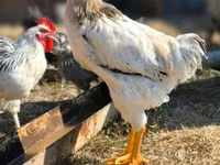 Chickens — fotografija 1