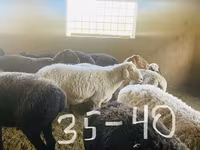 숫양, Arashan sheep — 사진 4