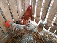Chickens — 5-rasm