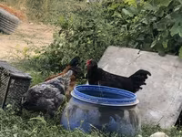 Chickens — फ़ोटो 3