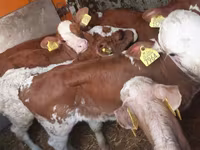 วัวตัวผู้, Simmental cattle — รูปภาพ 5