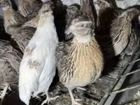 Quails — zdjęcie 1
