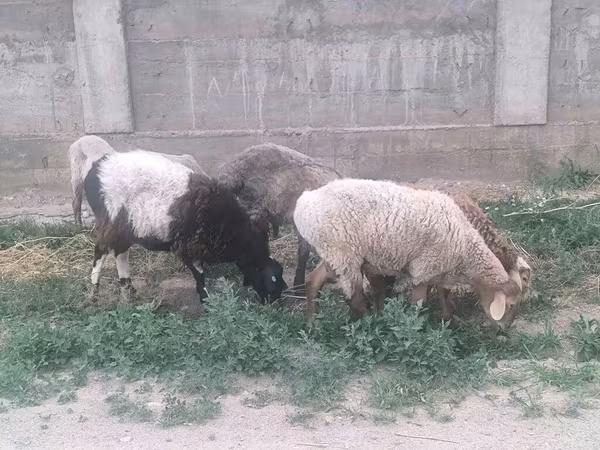 Hissar sheep