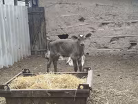 گاو نر, Swiss cattle — عکس 8