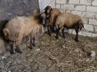 Baran, Owce — zdjęcie 2