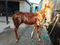Kuda jantan, Horses — foto 1