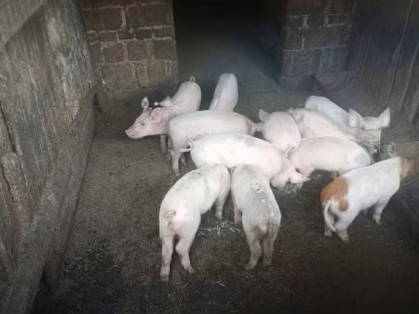 Sow, Pigs — Hungary