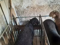 Kambing jantan, Sheep — foto 1
