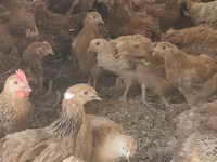 Chickens — புகைப்படம் 6