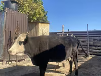 Lembu betina, Latvian Blue cattle — foto 5