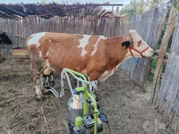 گاو ماده, Simmental cattle — عکس 1