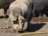 Säue, Schweine — Foto 6