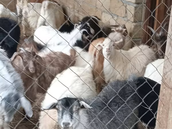 Goats (batch, sex not specified), Goats — Azerbaijan