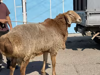 قوچ, Arashan sheep — عکس 7