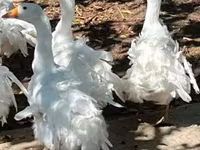Geese — 写真 1