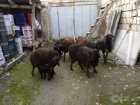 قوچ, گوسفند — عکس 1