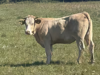 Kuh, Charolais cattle — Foto 4