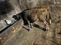 Kambing jantan, Sheep — foto 2