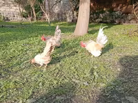 سراما — عکس 4