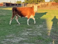 گاو ماده, گاو سفیدسر قزاقستانی — عکس 3
