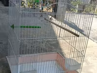 Böyük ölçülü quş qəfəsi 60 azn - Material: Ağ rəngli möhkəm metal — عکس 4