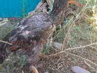 Chickens — عکس 2