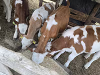 ষাঁড়, Simmental cattle — ছবি 4