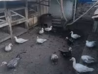 Ducks — foto 2