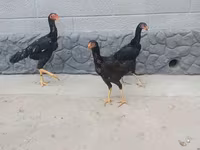 Chickens — sawirka 1