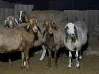 Ovce, Arashan sheep — foto 5
