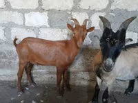 Kozel, Nubian Goat — foto 3