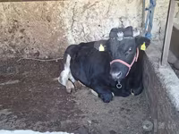 Bou, Bovine — foto 1