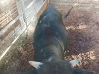 Toro, Bovini — foto 5