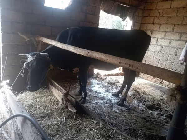 گاو ماده, گاو