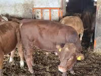 Toro, Simmental cattle — foto 1