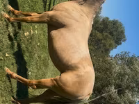 Cavalla, Quarter Horse — foto 5