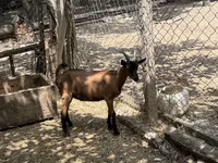 Jarac, Alpine goat — fotografija 3