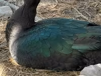 Ducks — Foto 5