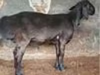 Kambing jantan, Sheep — foto 2
