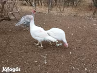 Turkeys — عکس 2