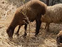Får (parti, køn ikke angivet), Karabakh sheep — foto 1