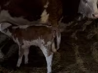 Kuh, Simmental cattle — Foto 1