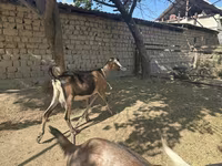 بز ماده, Nubian Goat — عکس 8