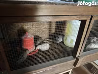 Quails — foto 2